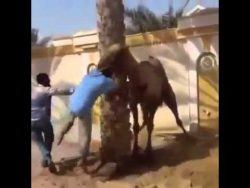 leg dich niemals mit einem kamel