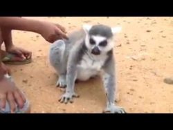 lemur will immerzu gekrault werd