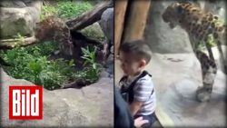 leopard springt gegen fenster