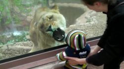 loewe attackiert kind im zoo
