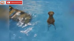 Lustige Hunde Compilation lustige hunde compilation