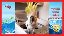 Lustige Papageien Compilation lustige papageien compilation 1