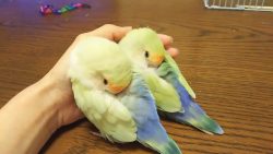 Lustige Papageien Compilation lustige papageien compilation