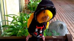 Lustige Papageien Zusammenstellung lustige papageien zusammenstellu