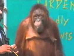 lustiger affe klaut allen die sh