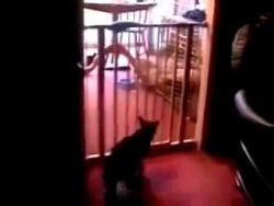 lustiger sprung einer katze