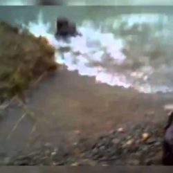 maedchen springt ins wasser beim