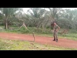 malaysia soldat faengt schlange