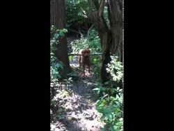 man kann nie genug stoeckchen zu