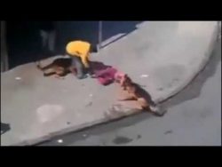 mann bewirft hund halter mit ste