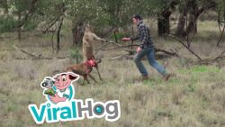 mann boxt ein kaenguru um hund z