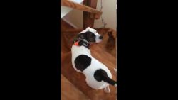 Mann putzt und tanzt halbnackt mann putzt und tanzt halbnackt