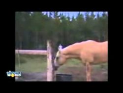 mann rennt aus angst vor kuh weg