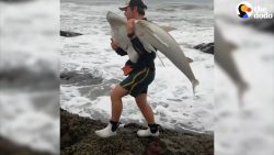 mann rettet gestrandeten hai