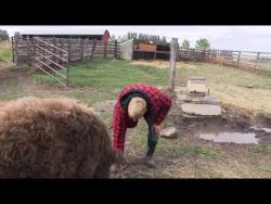 mann versucht ein schwein zu rei