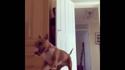 Mit dem Hund verstecken spielen mit dem hund verstecken spielen