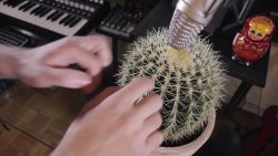 mit dem kaktus musik machen
