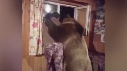 mit einem baeren zusammen aus de