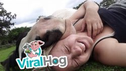 mit einem pferd ganz eng kuschel