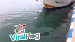 moewe gegen thunfisch