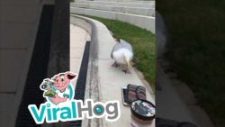 moewe klaut den eigenen geldbeut