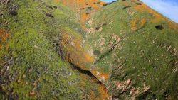 mohnblueten in kalifornien