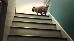 Mops und Treppe sind ein Paar mops und treppe sind ein paar