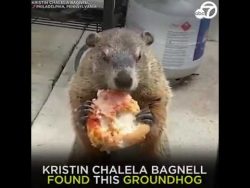 murmeltier isst entspannt eine p