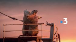 Murmeltiere in großen Filmmomenten murmeltiere in grossen filmmomen