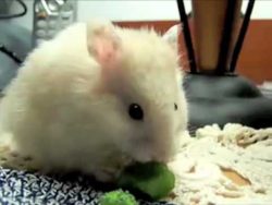 Nom Nom Nom Nom Nom Nom Nom nom nom nom nom nom nom nom