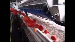 nur die guten tomaten kommen wei