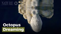 Octopus wechselt die Farbe im Schlaf octopus wechselt die farbe im sc