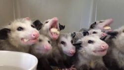 opossums essen bananen
