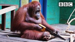 Orang Utan lernt wie man eine Säge nutzt orang utan lernt wie man eine sa