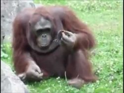 Orang Utan rettet Entenküken aus dem Wasser orang utan rettet entenkueken au