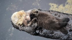 otter baby schlaeft auf seiner m 1