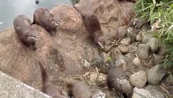 otter wollen einen schmetterling
