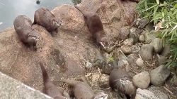 Otter wollen einen Schmetterling fangen otter wollen einen schmetterling