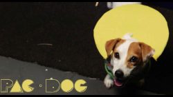 pac dog pacman fuer hunde