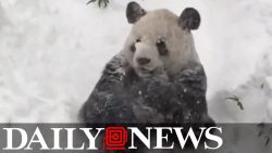 panda freut sich ueber schnee