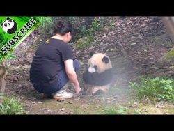 panda geht baden mit bekleidung