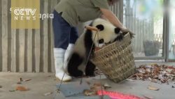 pandas wollen doch nur spielen