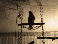 papagei carlo telefoniert