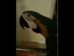 Papagei sagt What The Fuck WTF papagei sagt what the fuck wtf