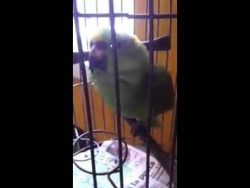 papagei schreit wie ein baby