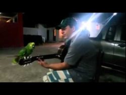 papagei singt mit mann im duett