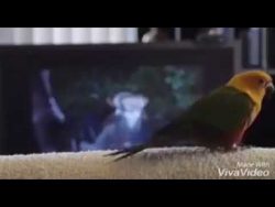 papagei tanzt zu i like to move