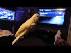 papagei tanzt zu old school rap