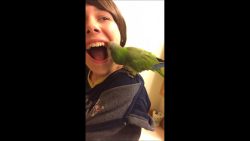 papagei zieht jungen einen locke
