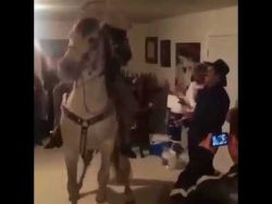 Party mit einem tanzenden Pferd im Wohnzimmer party mit einem tanzenden pferd